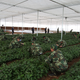 Farming Chinese sweet potatoes.